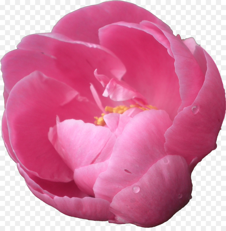 Rose Rose，Fleurir PNG