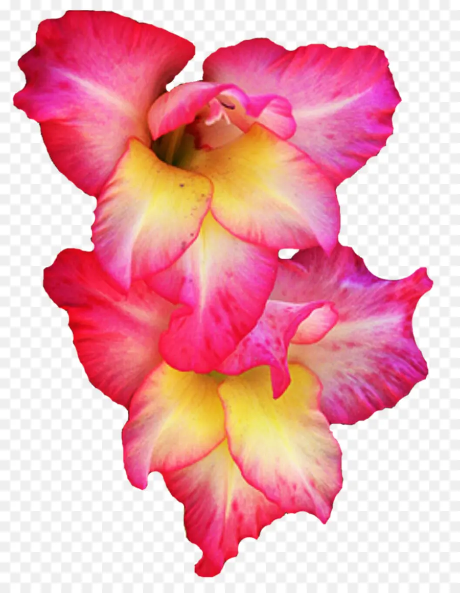 Fleurs，Rose PNG