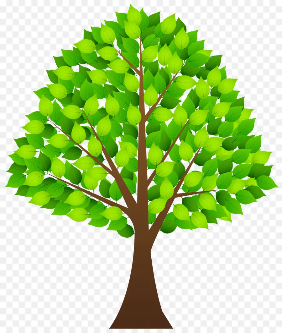 Arbre Vert，Feuilles PNG