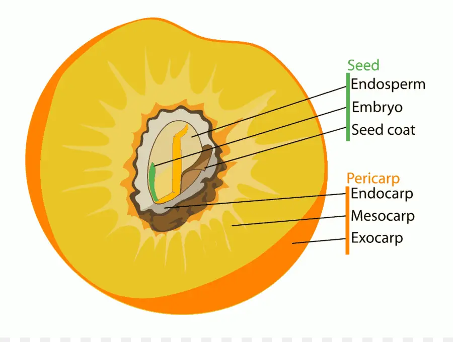 Fruits，Fruit De L Anatomie PNG