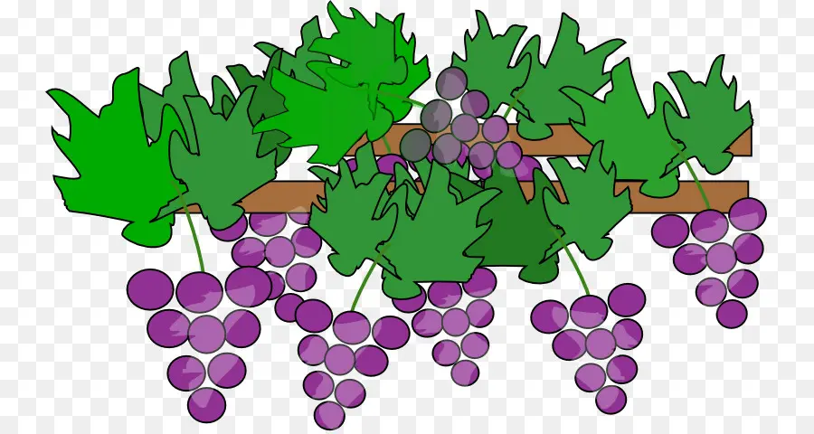 Raisins，Vigne PNG