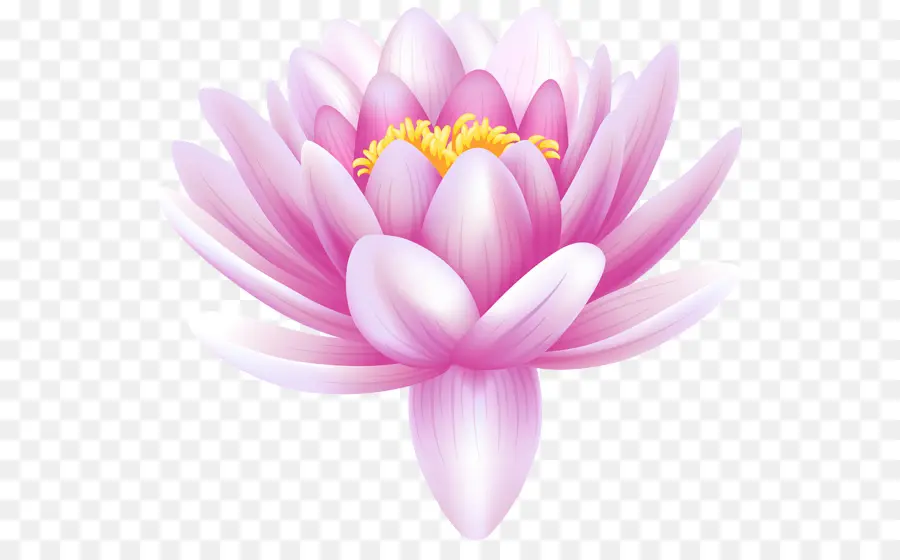 Lotus Rouge，Nature PNG