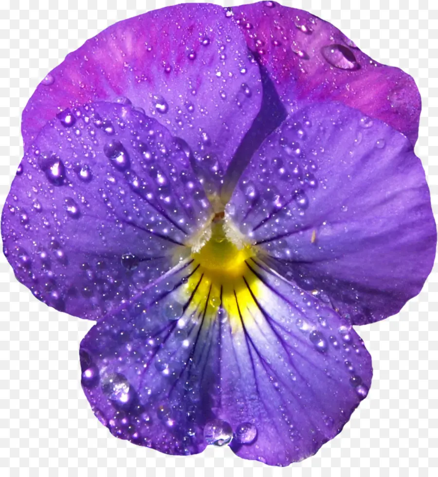 Viola Sororia，Viola Cucullata PNG