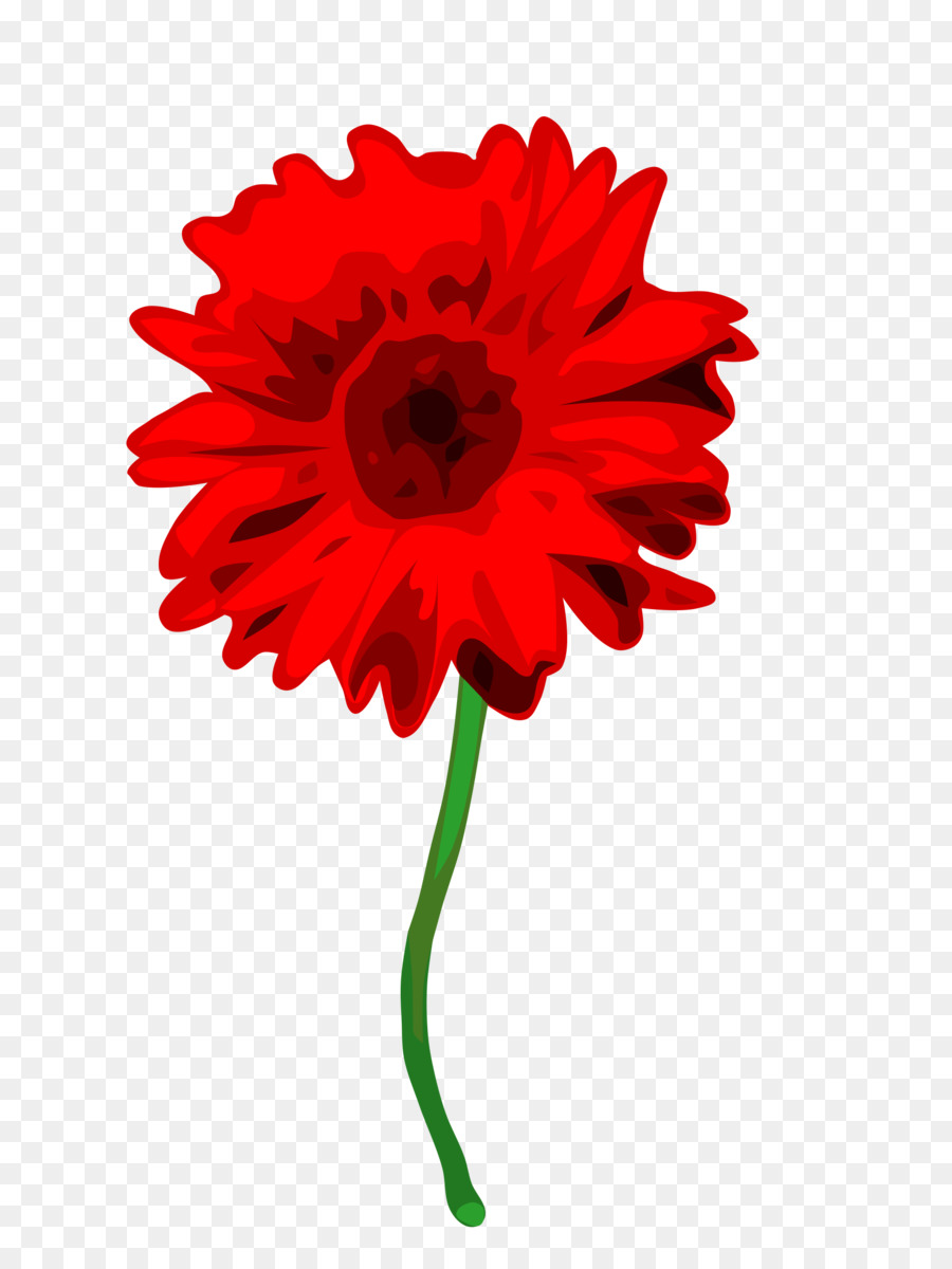 Gerbera Jamesonii，Couleur PNG