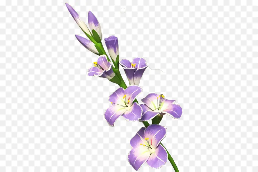 Gladiolus，Fleur PNG