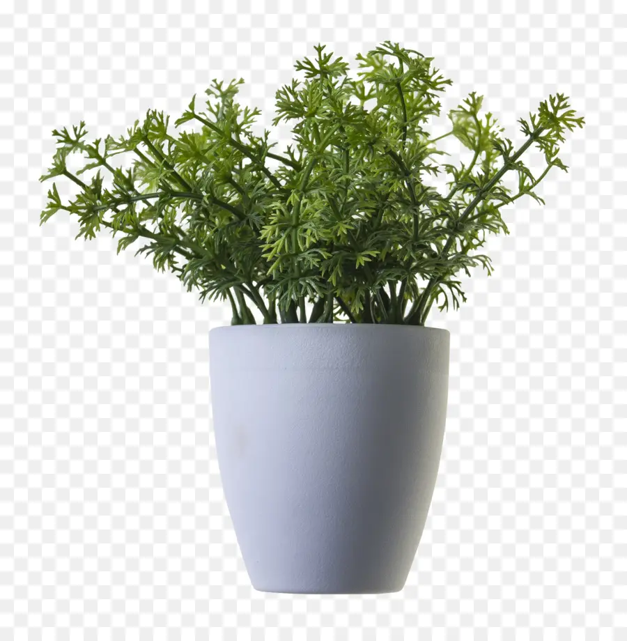 Plante Verte，Pot PNG