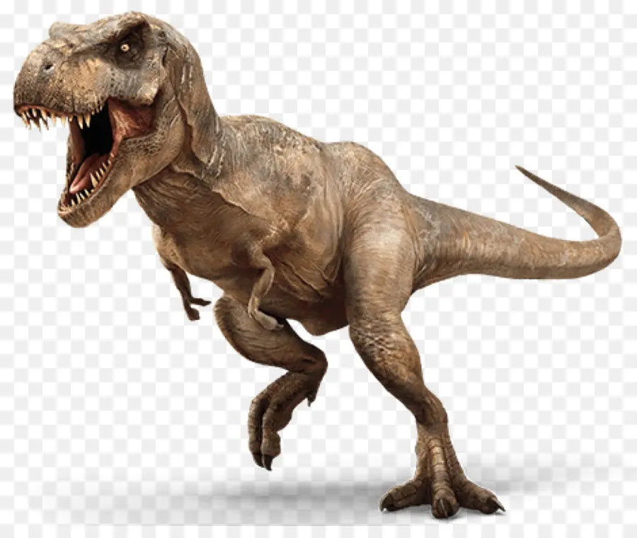 Tyrannosaurus Rex，Tricératops PNG