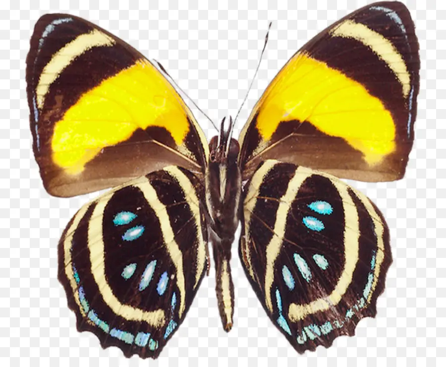 Papillon，Le Greta Oto PNG