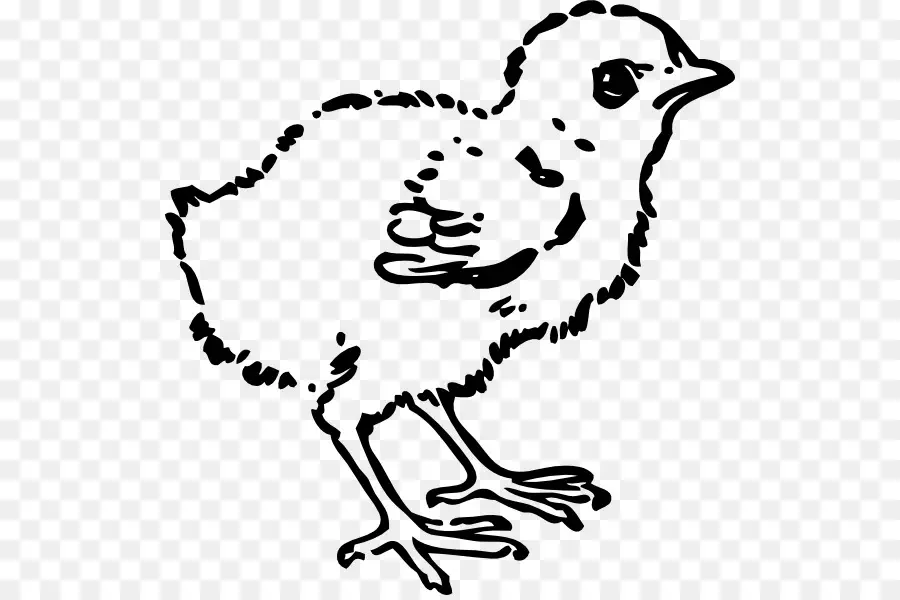 Poussin，Oiseau PNG