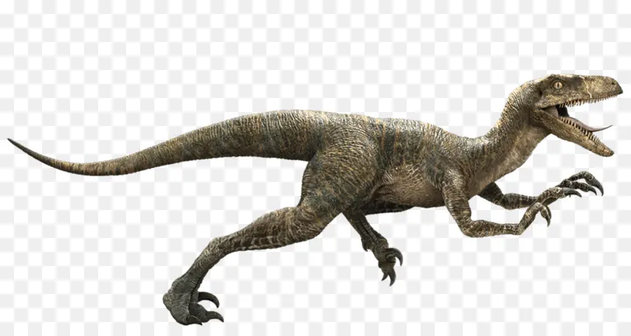 Jurassic Park，Velociraptor PNG
