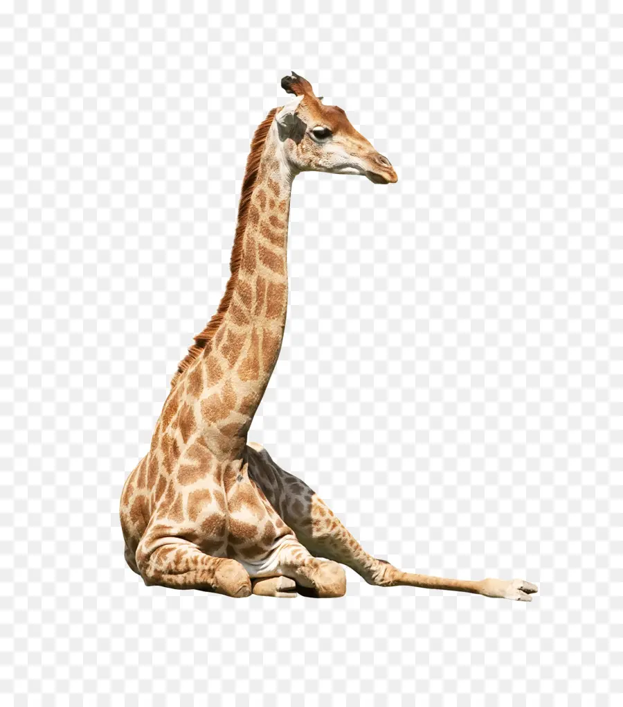 Girafe Assise，Girafe PNG