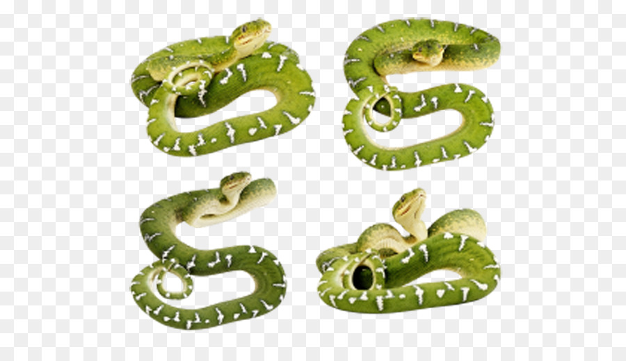 Serpent Vert，Reptile PNG