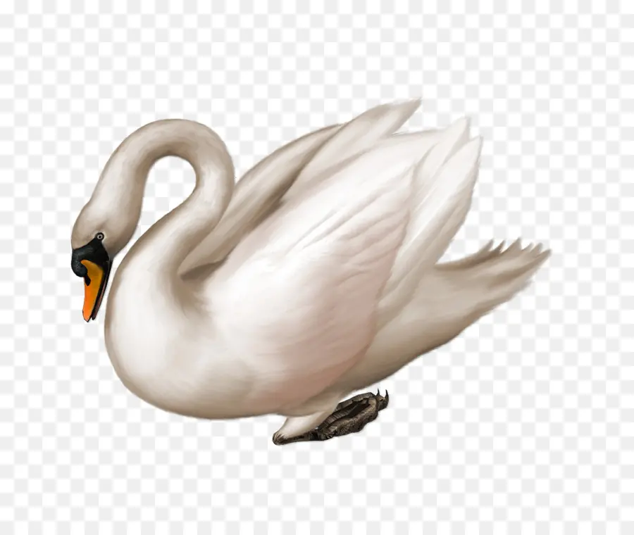 Cygne，Blanc PNG