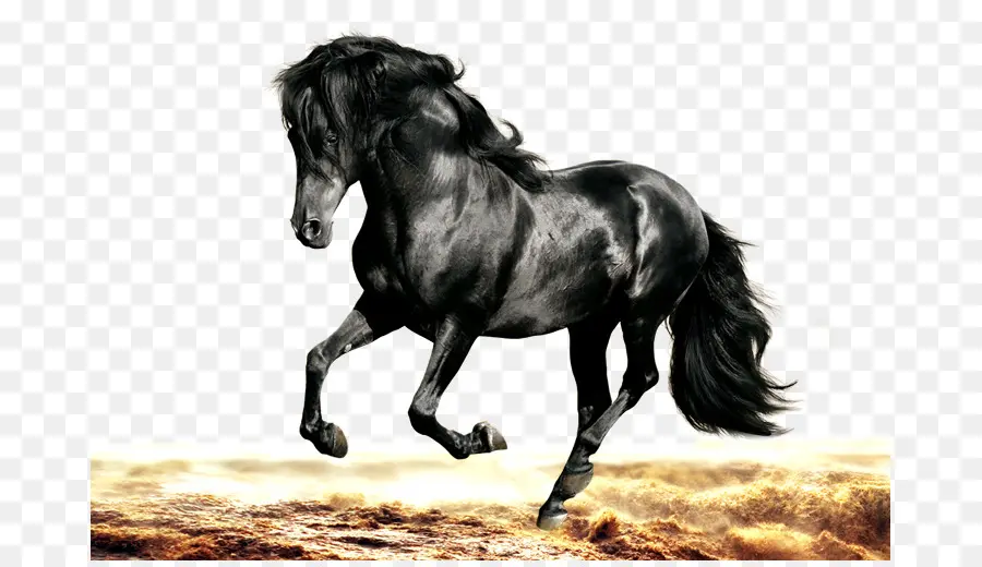 Cheval Noir，En Cours D'exécution PNG