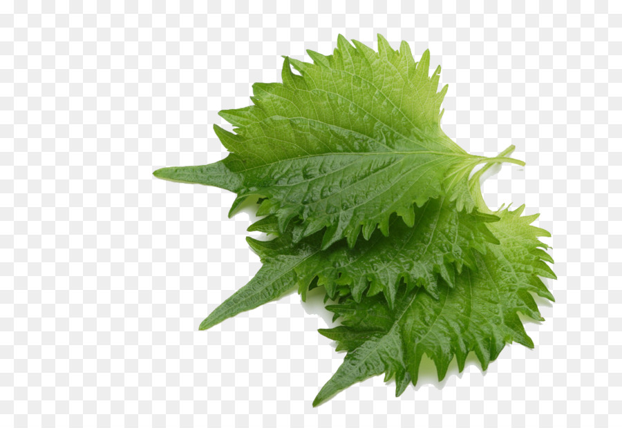 Feuilles，Vert PNG