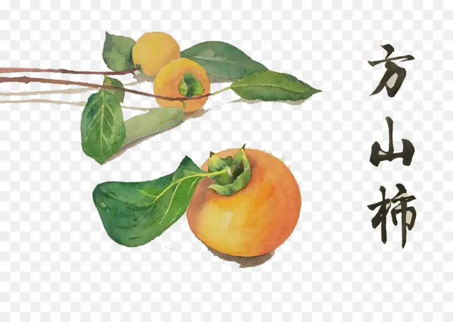 Clementine，Kaki Japonais PNG