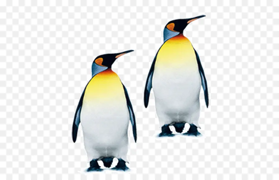 Pôle Sud，Pingouin PNG