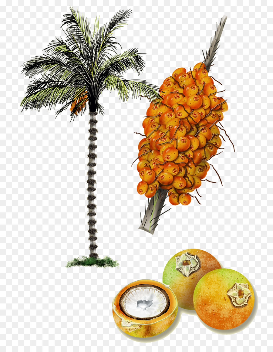 Palmier，Fruit PNG