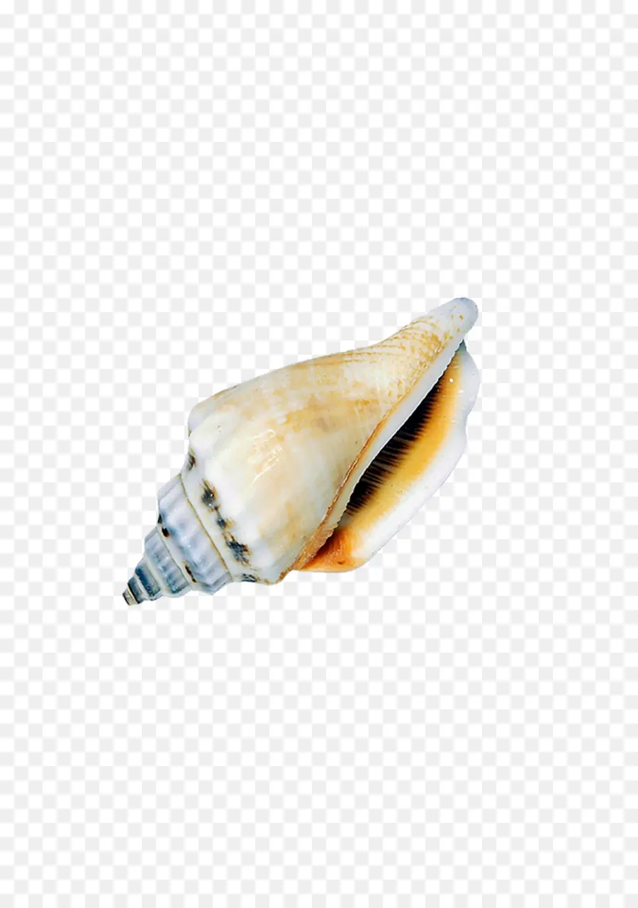 Coquille De Conque，Coquillage PNG