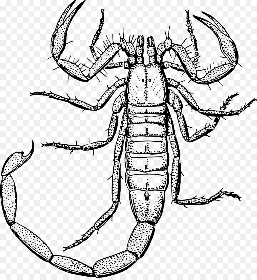 Scorpion，Insecte PNG