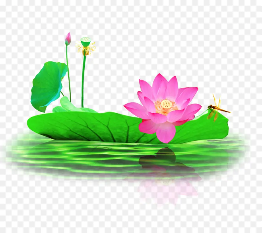 Lotus，Rose PNG