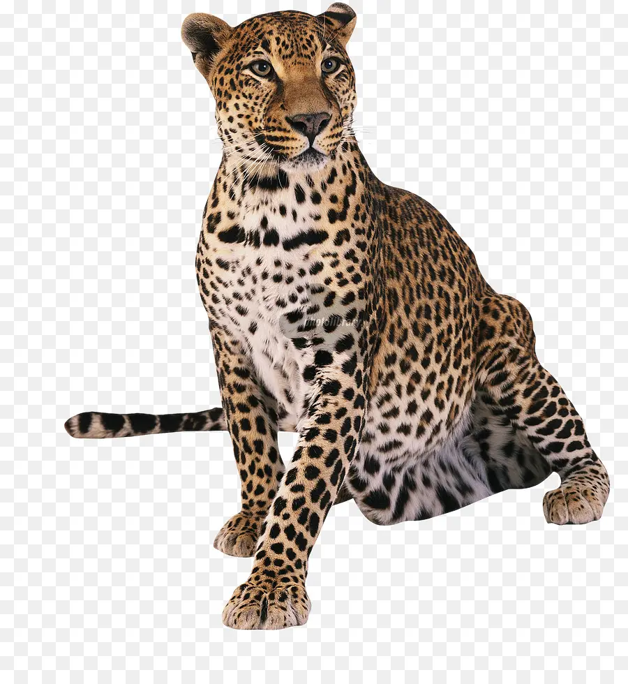 Leopard，Le Guépard PNG