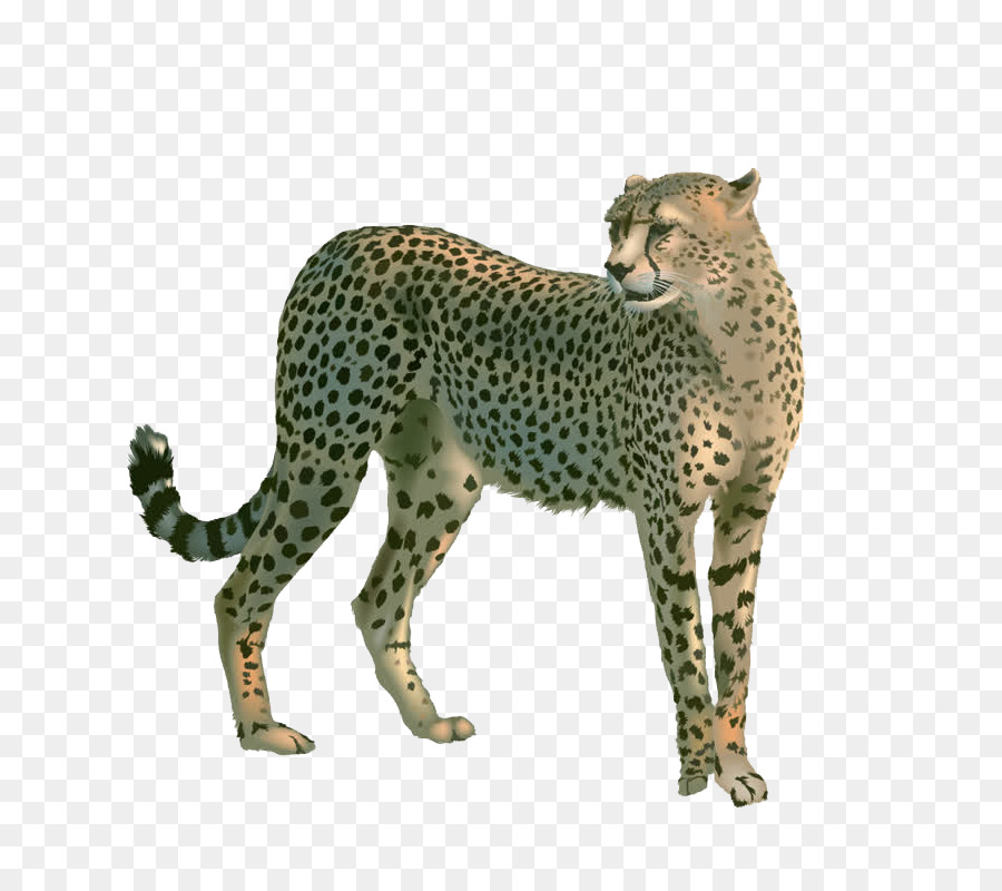 Guépard，Taches PNG