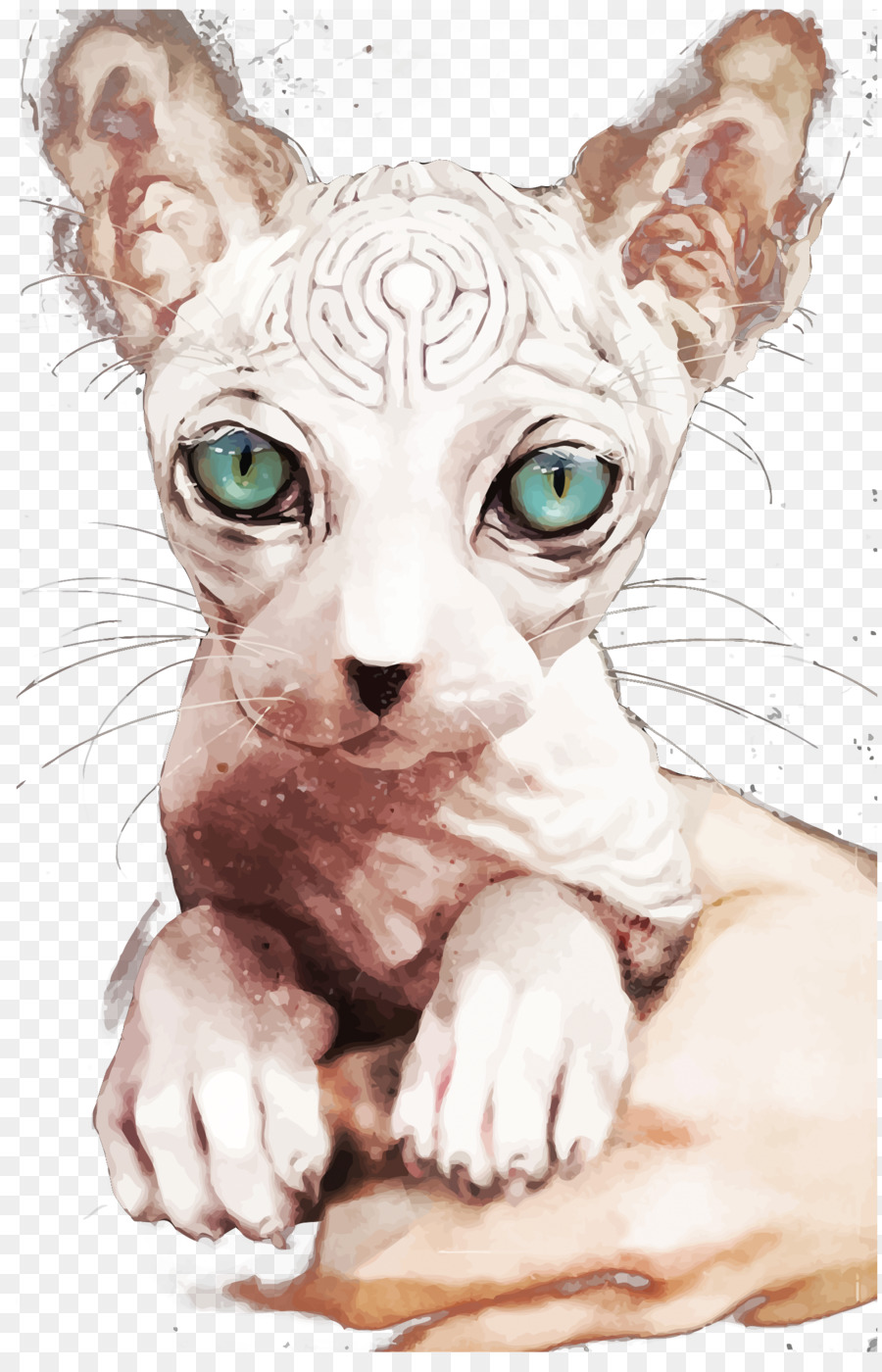 Chat Sphynx，Chat De Donskoy PNG