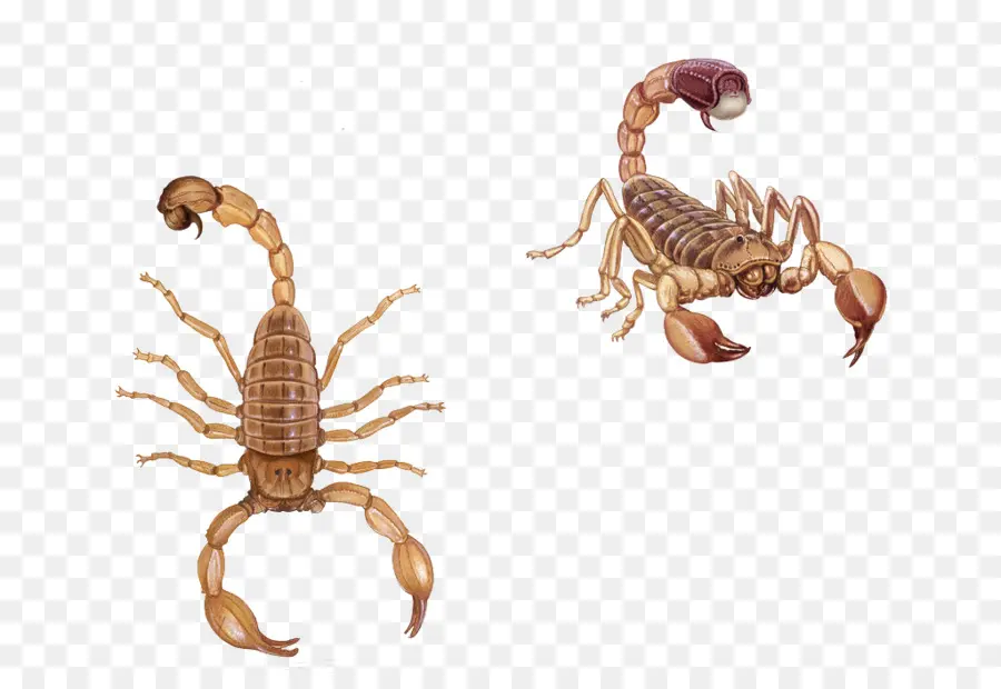 Scorpion，Poison PNG