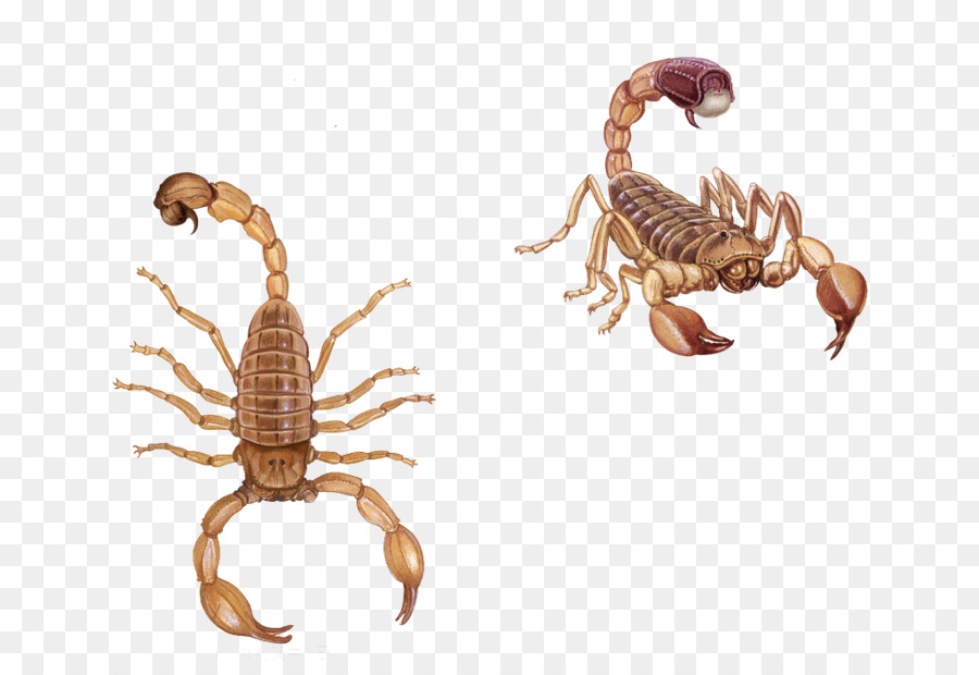 Scorpion, Poison, Animal PNG - Scorpion, Poison, Animal transparentes