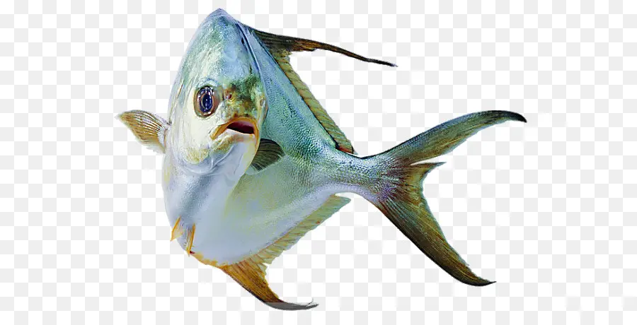 Poisson，Aquatique PNG