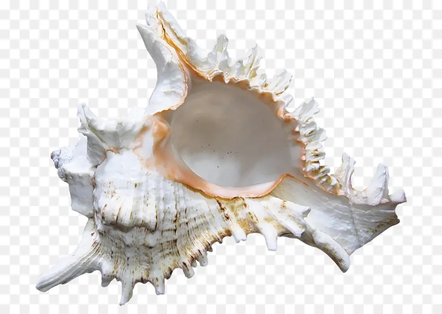 Coquillage，Conque PNG