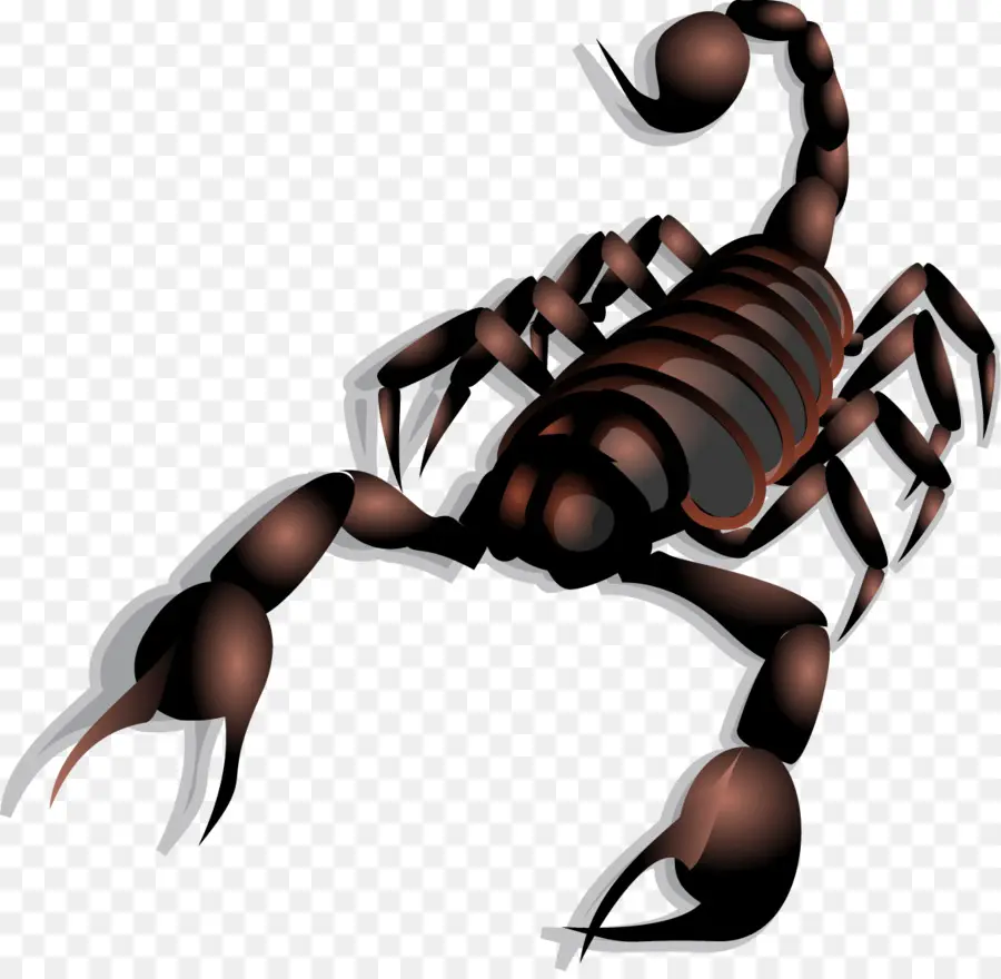 Scorpion Noir，Arachnide PNG