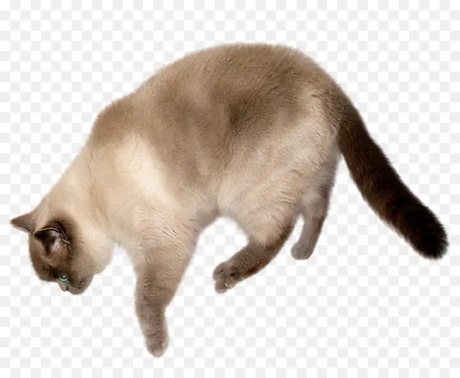 Chat，Félin PNG