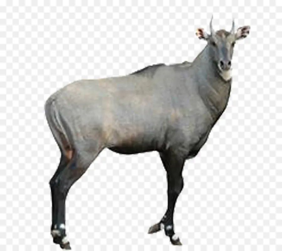 Nilgaï，Antilope PNG