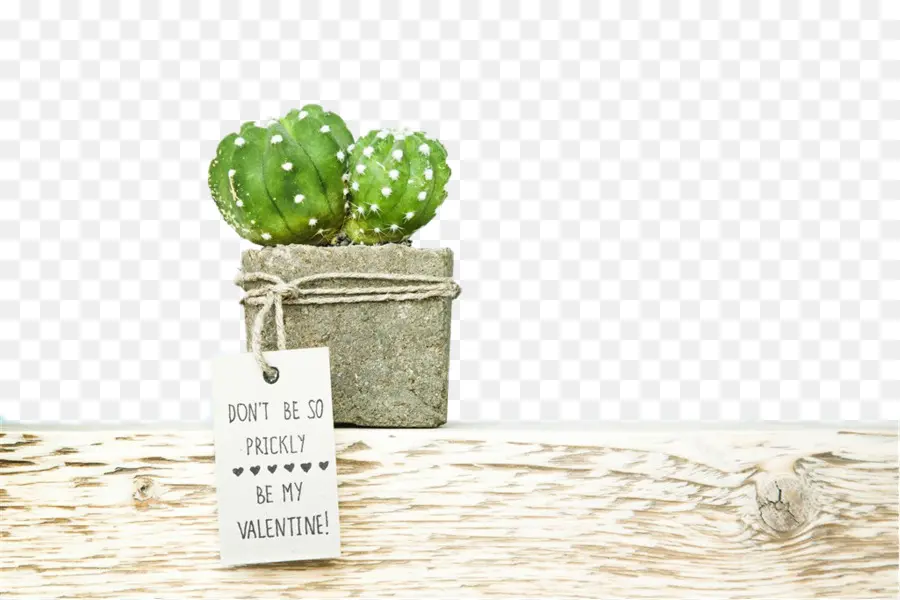 Cactus，Valentin PNG