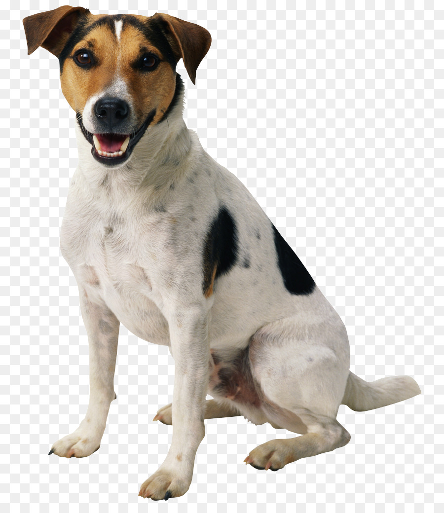 Chien，Animal De Compagnie PNG