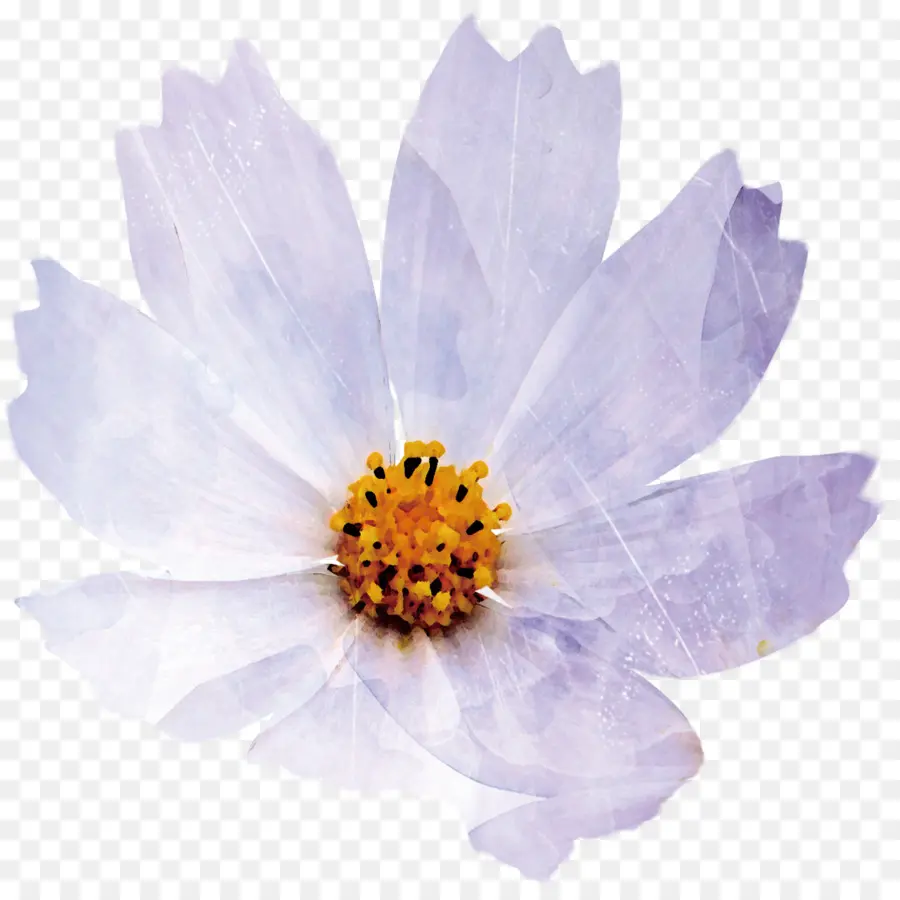 Chrysanthème Indicum，Pétale PNG