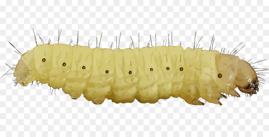 Chenille，Fouille PNG