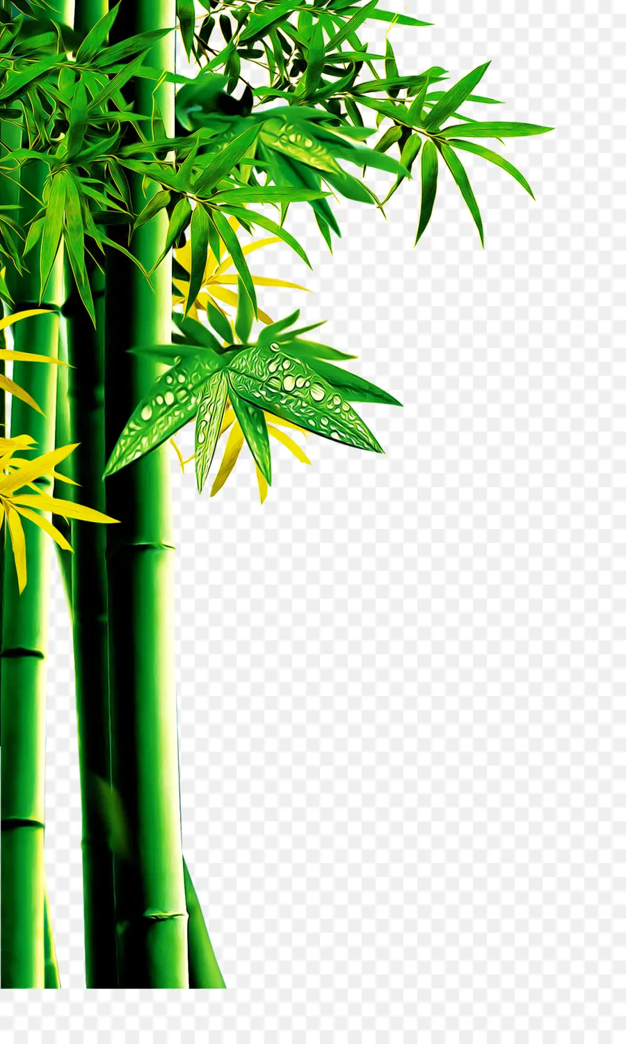 Télécharger，Bambou PNG