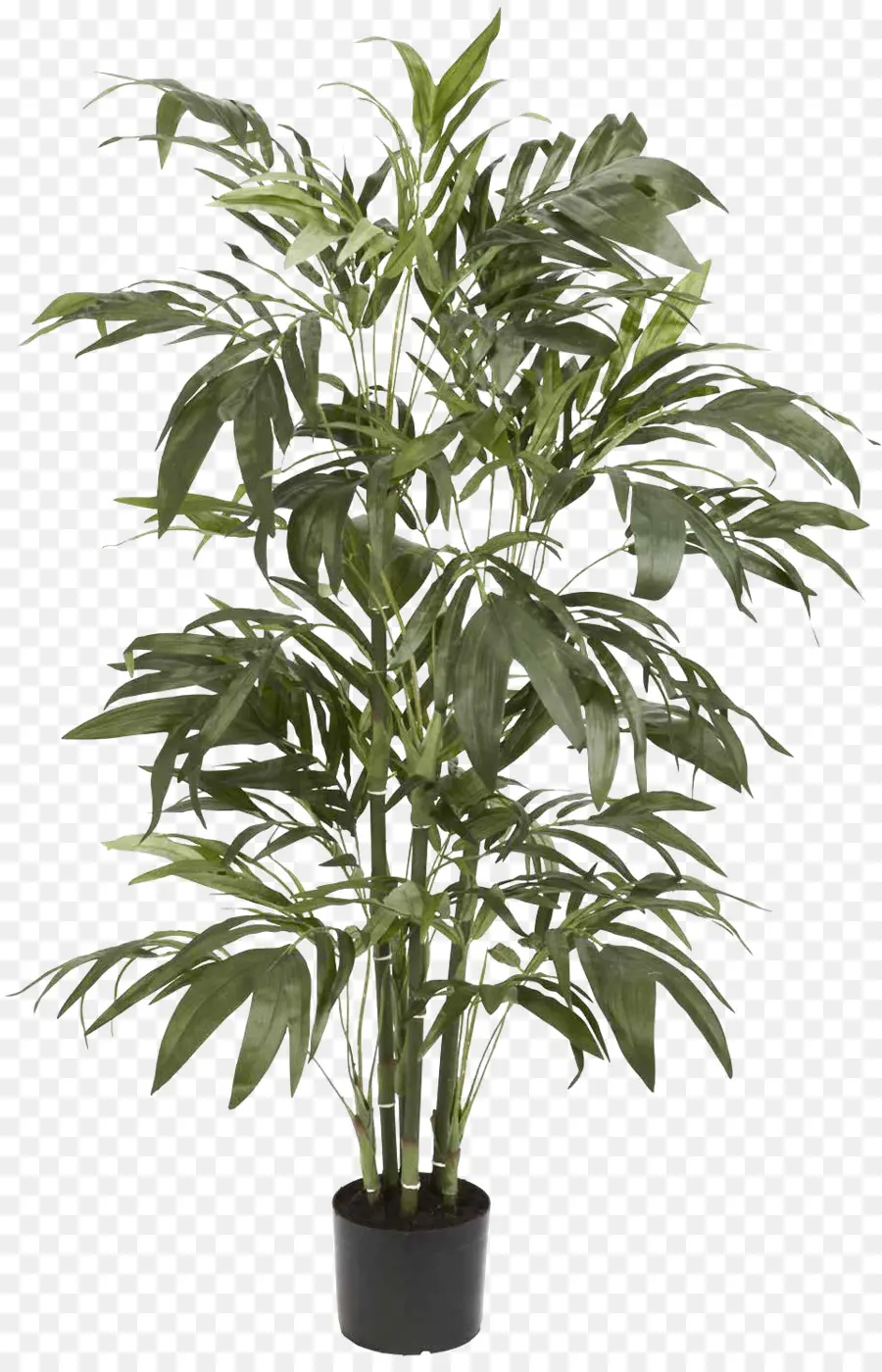 Areca Paume，Arecaceae PNG