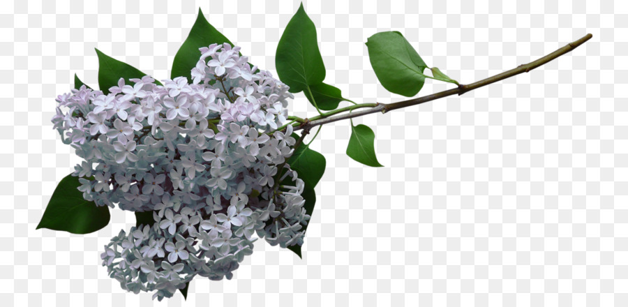 Lilas Violet，Lilas PNG