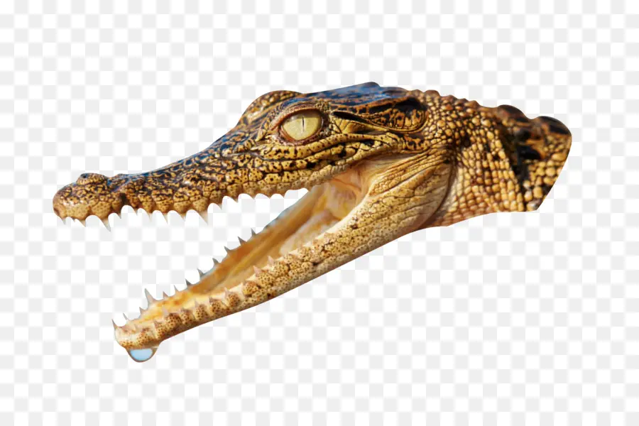 Crocodile，Reptile PNG