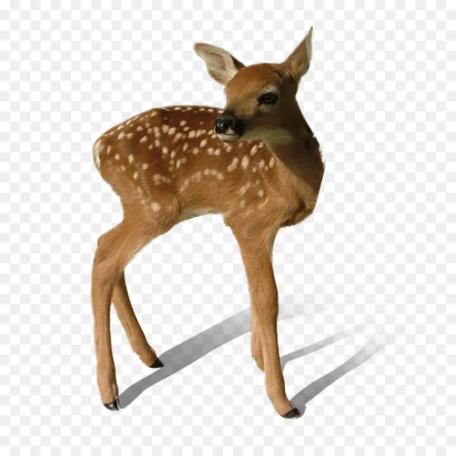 Faon，Cerf PNG