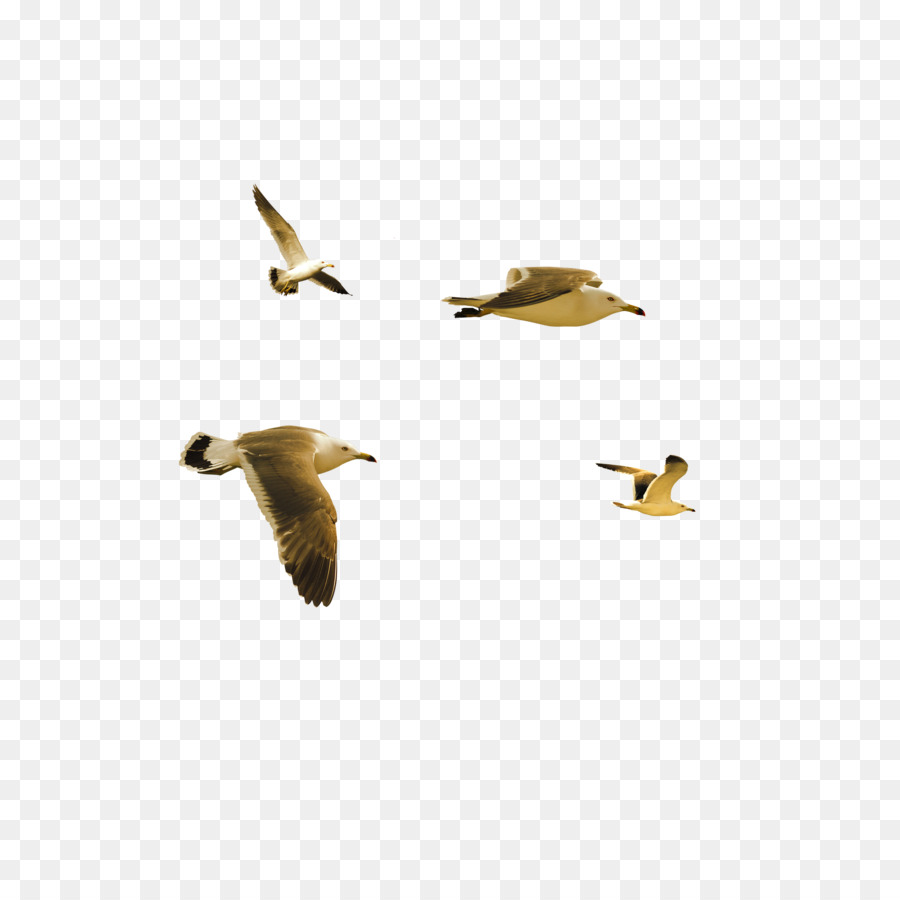 Oiseaux Volants，Mouettes PNG