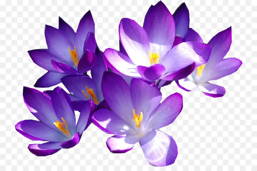 Fleurs Violettes，Fleurir PNG