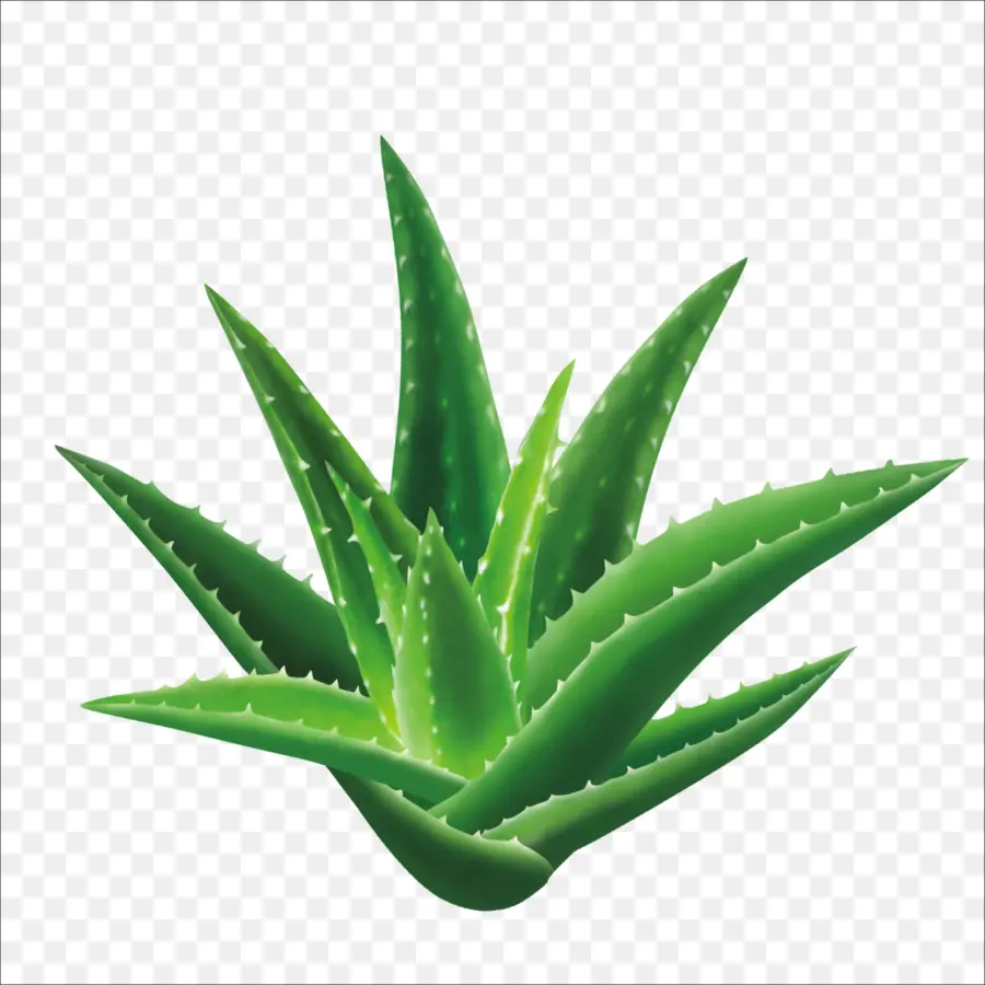 Aloe Vera，Graine PNG