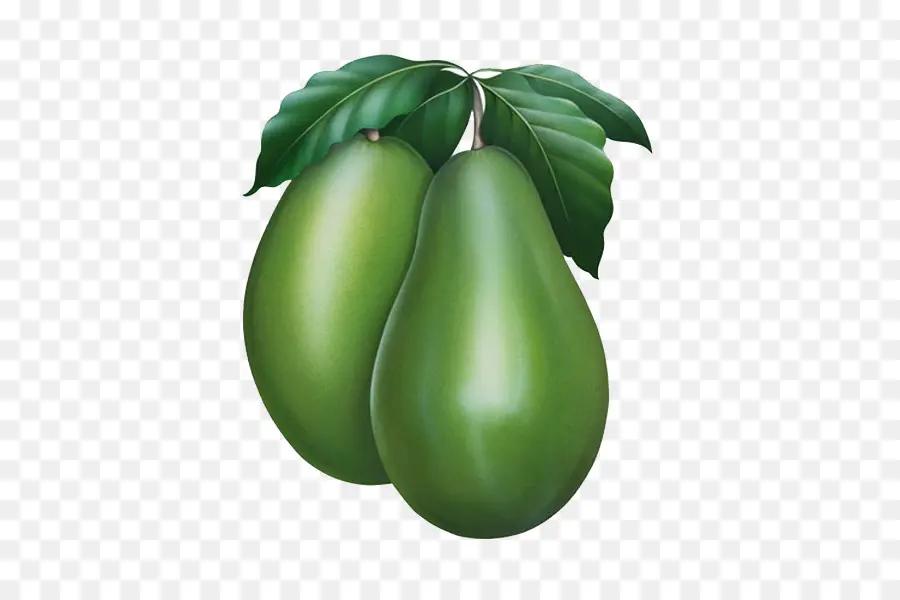 Avocat，Vert PNG