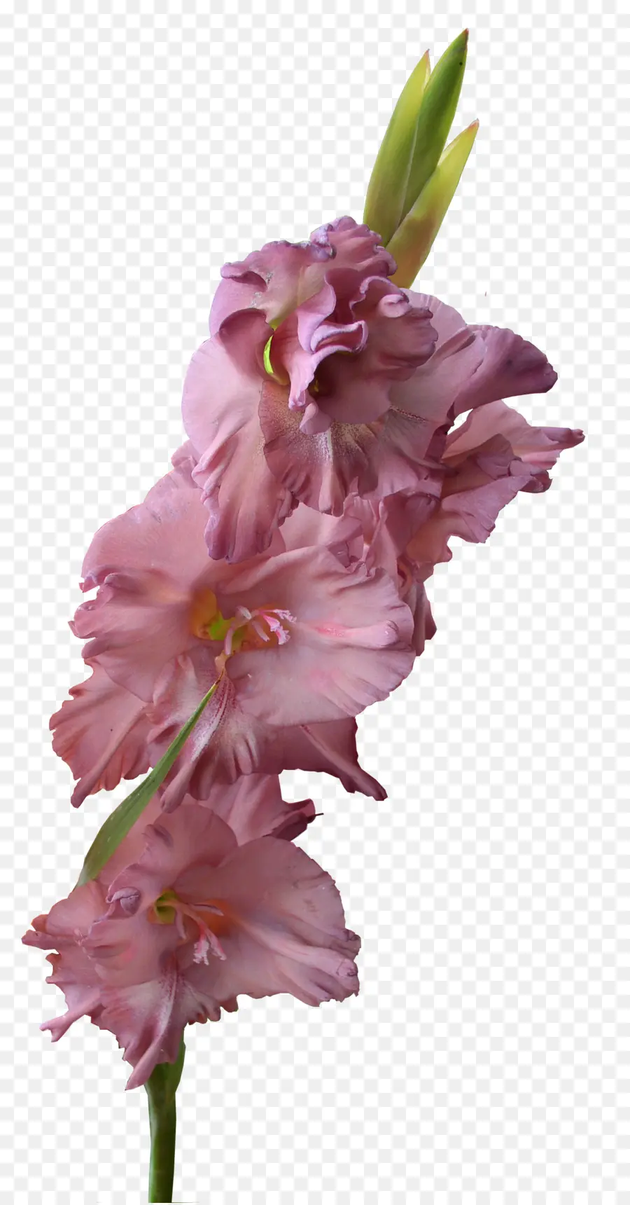 Gladiolus，Gladiolus Xd7gandavensis PNG