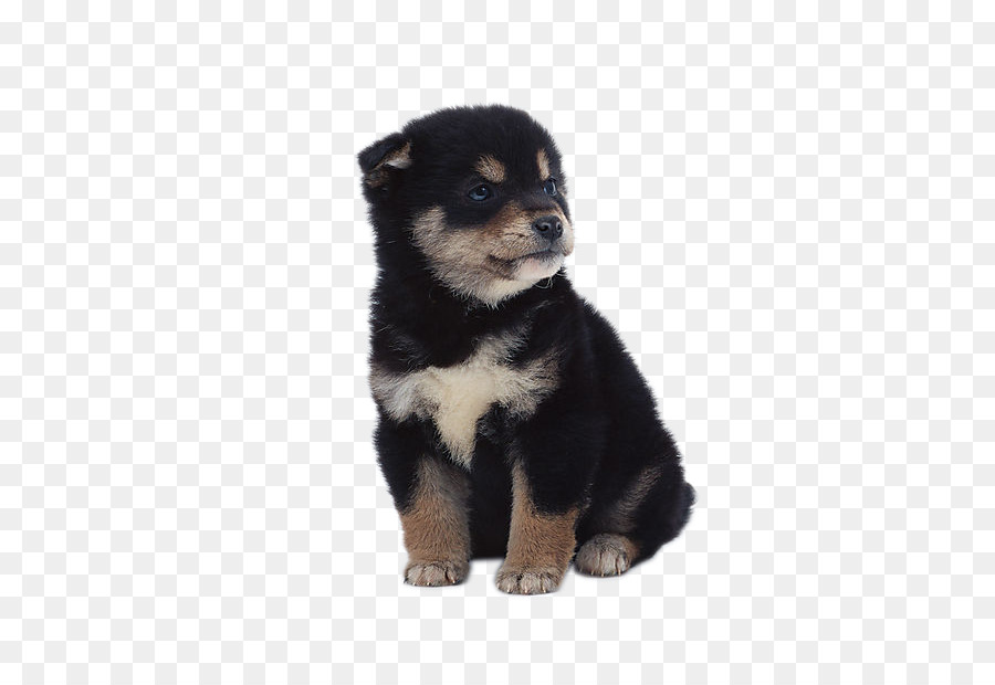 Chiot Noir，Chien PNG